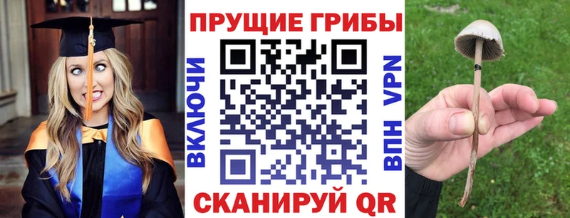Купить где  Губкинский  Псилоцибиновые грибы Magic Shrooms 